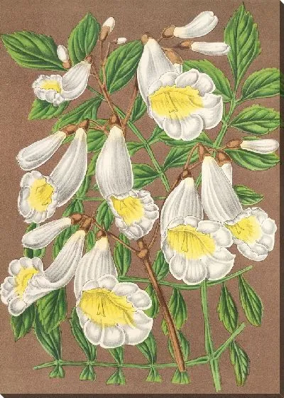 Картина Жакаранда дигитиллора (альбифлора) (1854-1896)