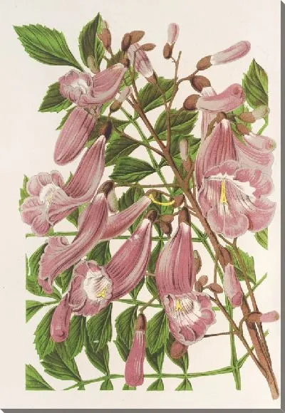 Картина Жакаранда цифролифлора (1854-1896)