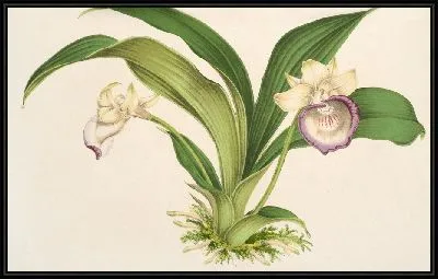 Картина Зигопеталум marginatum (1854-1896)