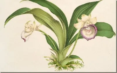 Картина Зигопеталум marginatum (1854-1896)