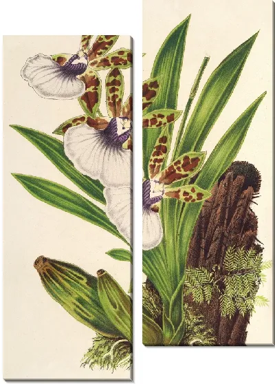 Картина Зигопеталум Готьери (1854-1896)