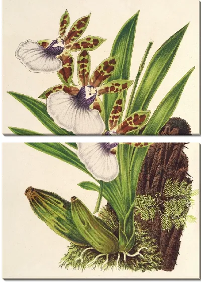 Картина Зигопеталум Готьери (1854-1896)