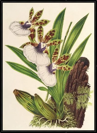 Картина Зигопеталум Готьери (1854-1896)