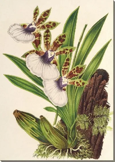 Картина Зигопеталум Готьери (1854-1896)