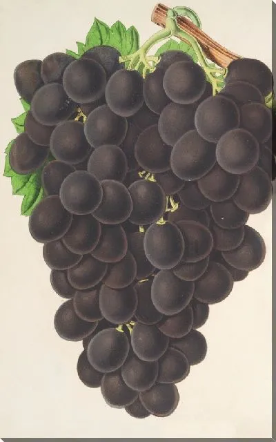 Картина Изюм (новый) Мускат (черный) из Гамбурга (1854-1896)