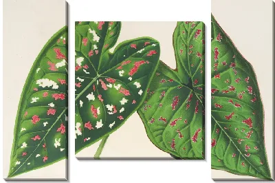 Картина Каладиум (сорта или новые виды) (1854-1896)