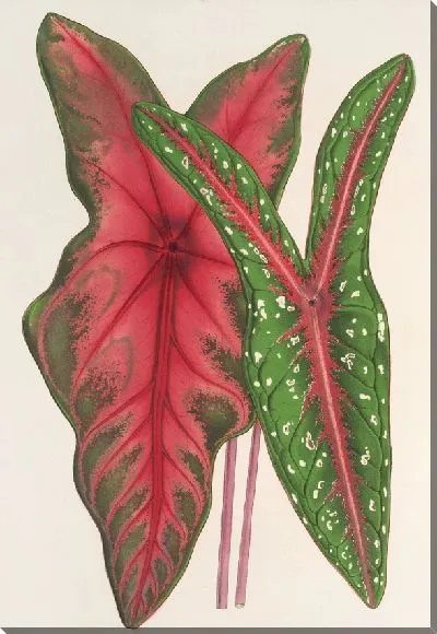 Картина Каладиум Бараквиний, Трубецкой (1854-1896)