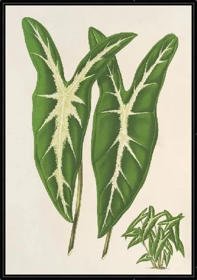 Картина Каладия Лемариан (1854-1896)