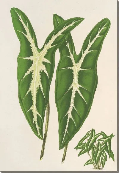 Картина Каладия Лемариан (1854-1896)