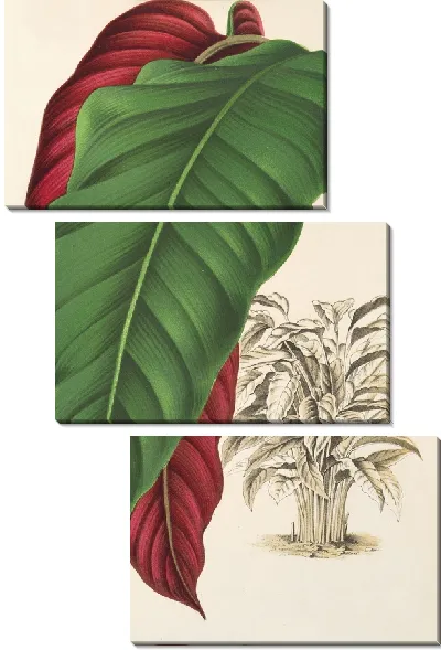 Картина Калатея арректа (1854-1896)