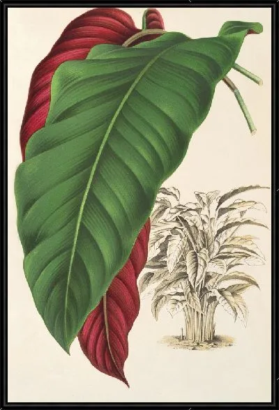 Картина Калатея арректа (1854-1896)