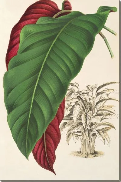 Картина Калатея арректа (1854-1896)