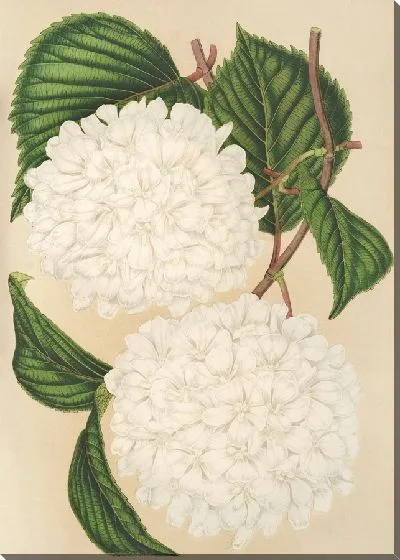 Картина Калина складчатая (1854-1896)