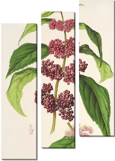 Картина Калликарпа пурпурная (1854-1896)
