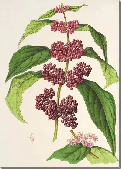 Картина Калликарпа пурпурная (1854-1896)