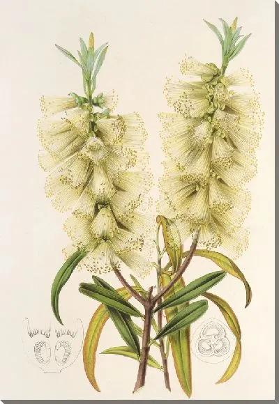 Картина Каллистемон аменус (1854-1896)