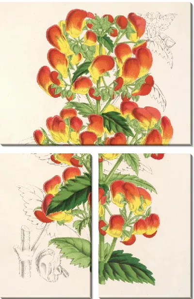 Картина Кальцеолярия пизакоменская (1854-1896)