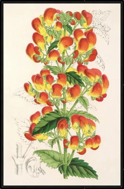 Картина Кальцеолярия пизакоменская (1854-1896)