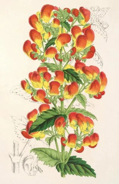 Картина Кальцеолярия пизакоменская (1854-1896)