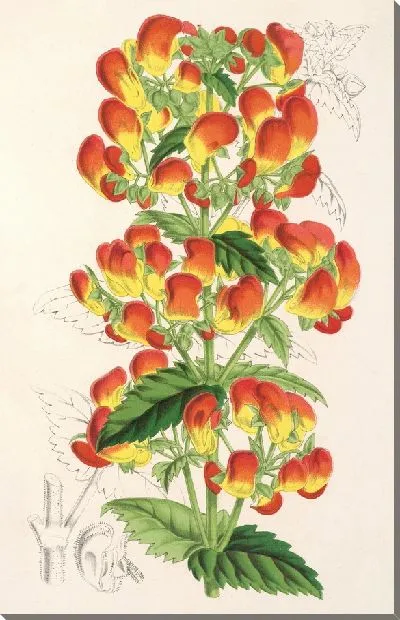 Картина Кальцеолярия пизакоменская (1854-1896)