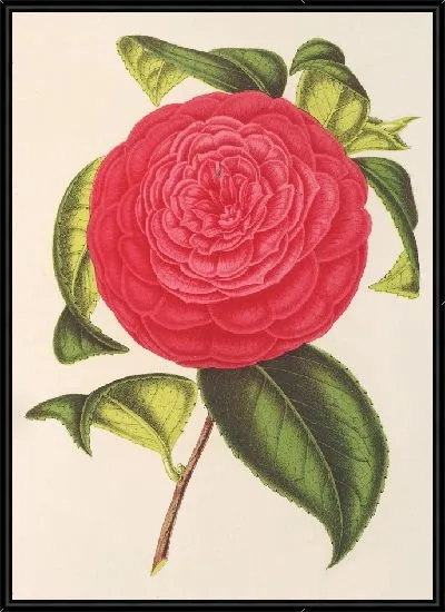 Картина Камелия Адриана (1854-1896)