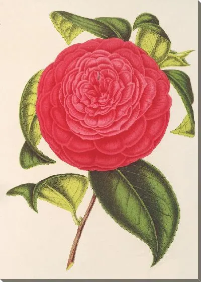 Картина Камелия Адриана (1854-1896)