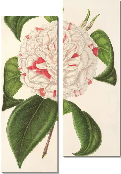 Картина Камелия Анджело Кокки (1854–1896)