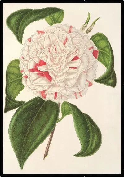 Картина Камелия Анджело Кокки (1854–1896)