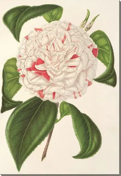 Картина Камелия Анджело Кокки (1854–1896)