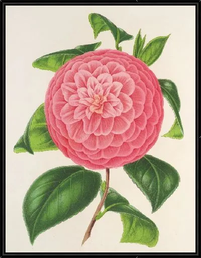 Картина Камелия барон де Вриер (1854–1896)