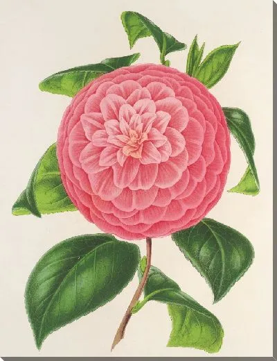 Картина Камелия барон де Вриер (1854–1896)
