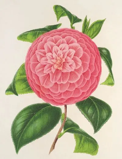 Картина Камелия барон де Вриер (1854–1896)