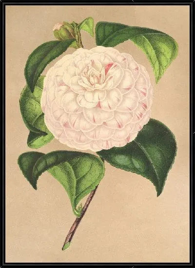 Картина Камелия Весилло дель Арно (1854–1896)