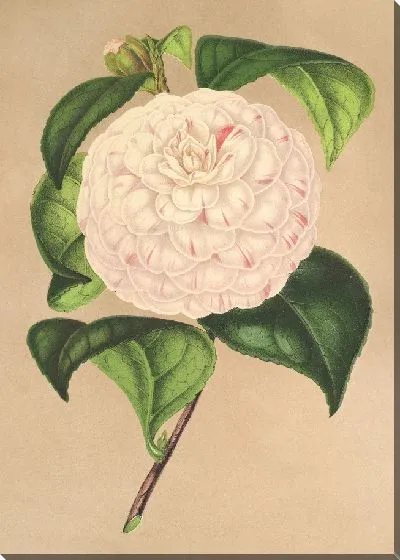 Картина Камелия Весилло дель Арно (1854–1896)