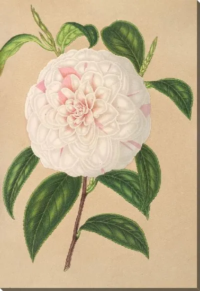 Картина Камелия Вирджиния Франко (1854–1896)