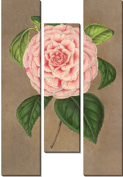 Картина Камелия Витторио Эммануэле II (1854–1896)