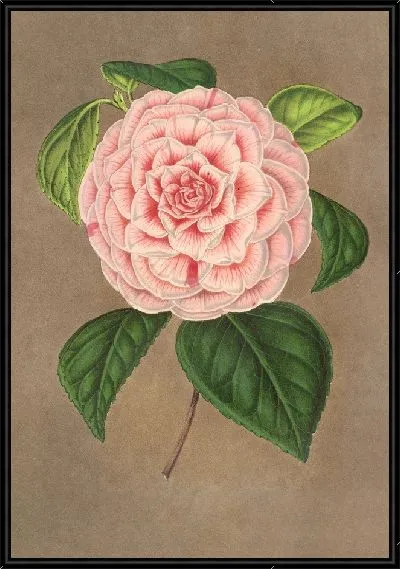 Картина Камелия Витторио Эммануэле II (1854–1896)