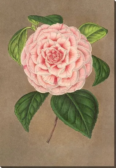 Картина Камелия Витторио Эммануэле II (1854–1896)