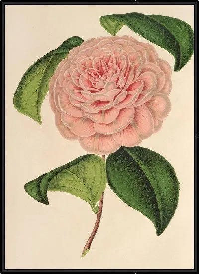 Картина Камелия г-жа де Каннар д’Амале (1854–1896)
