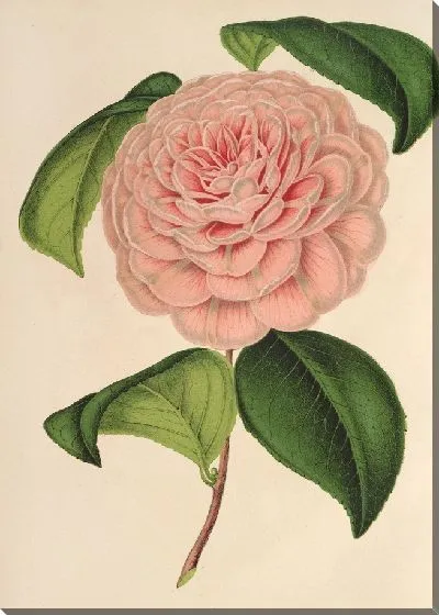 Картина Камелия г-жа де Каннар д’Амале (1854–1896)