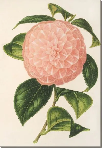 Картина Камелия Граф Толл (1854-1896)