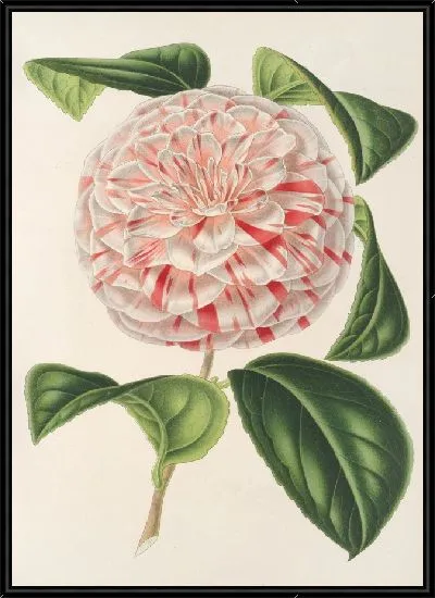 Картина Камелия Графиня Лавиния Маджи (1854-1896)