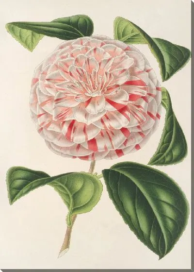 Картина Камелия Графиня Лавиния Маджи (1854-1896)