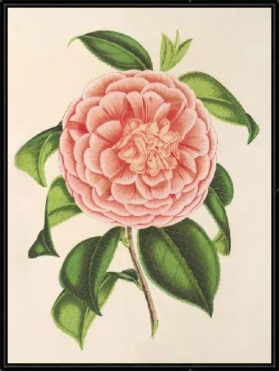 Картина Камелия Графиня Пазолини (1854–1896)