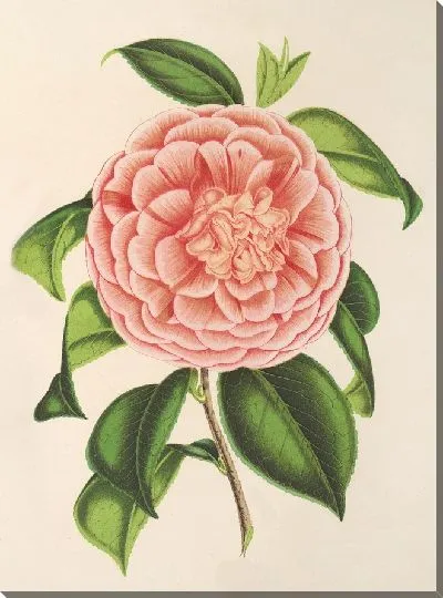 Картина Камелия Графиня Пазолини (1854–1896)