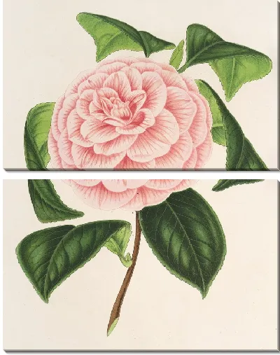 Картина Камелия Графиня Тоццони (1854-1896)