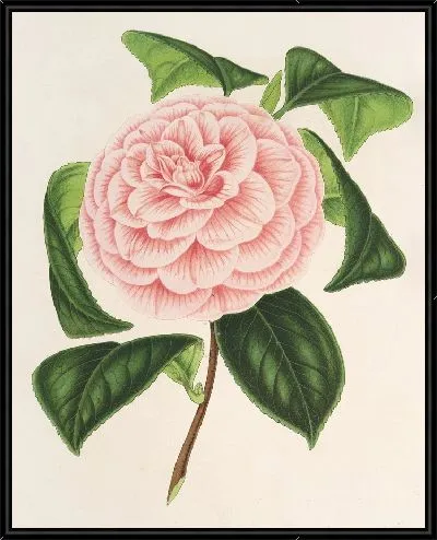 Картина Камелия Графиня Тоццони (1854-1896)