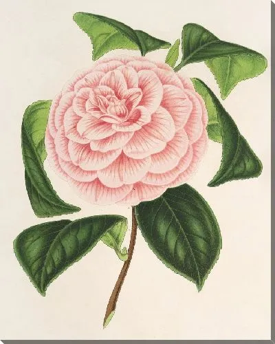 Картина Камелия Графиня Тоццони (1854-1896)
