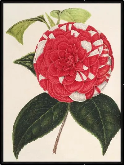 Картина Камелия Джардино Сантарелли (1854–1896)