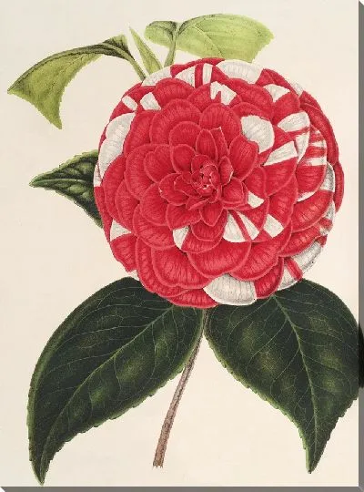 Картина Камелия Джардино Сантарелли (1854–1896)